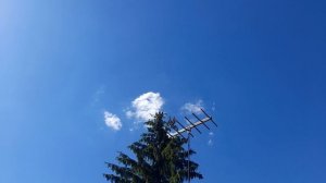 Николаевские голуби жара
