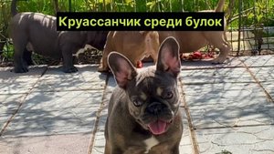 Первое свидание с француженкой.