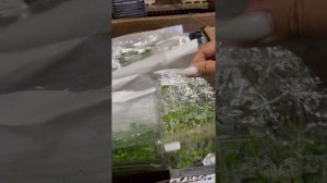 Актуальные остатки микроклонов в пакетах