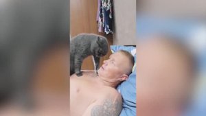 BEST COUB №4 | BEST COUB COMPILATION VIDEOS OF ALL TIME