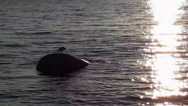 Ритуалы - онлайн для устройства на работу 2. 4 На летящ? смотреть онлайн