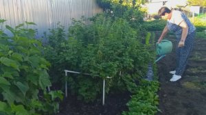 26 МАЯ 1 ЧАСТЬ ХРОНИКА ДНЯ//
ПРОСТАЯ СЕЛЬСКАЯ ЖИЗНЬ🏡