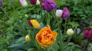 27-05-2025.Дача..Борьба  с одуванами))Груша все таки подмерзла😔