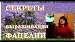 Опыт и рекомендации выращивания фацелии.