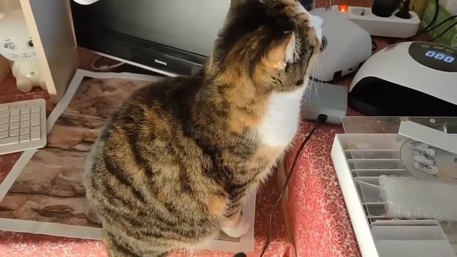 Получила кучу саженцев! Плато в похудении смотреть онлайн