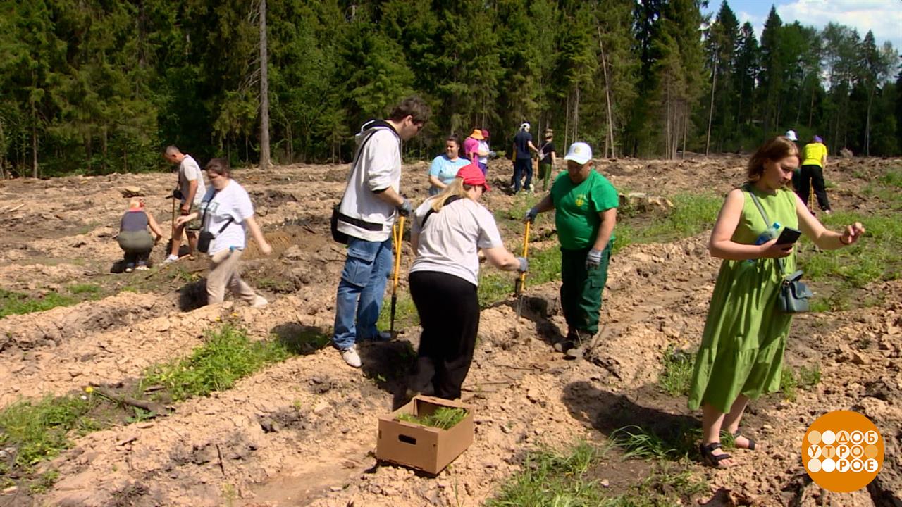 "Удивительный лес" меняет жизнь к лучшему! Доброе утро. Фрагмент выпуска от 26.05.2025