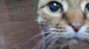 Хотел снять град, в итоге получился Мажорик 😼😅