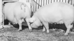 разведение свиней с применением гибридизации
.mp4