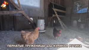 Куры несушки свободного выгула и их обычная куриная рутина – эпизод (357)