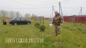11.05.2025 Посадил жимолость, барбарис и шиповник.