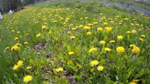 Звуки природы 18.05.25