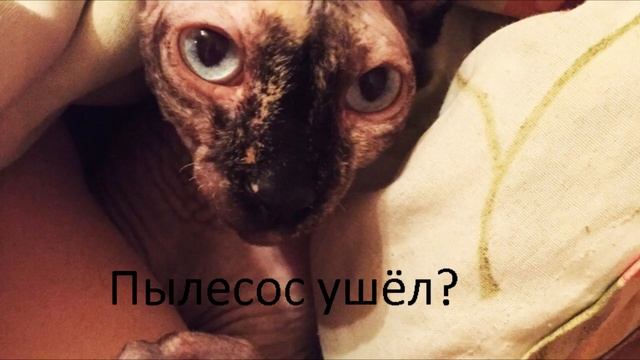 МЕМЫ /ПРИКОЛЫ ПРО ЖИВОТНЫХ /ПОДНИМАЕМ НАСТРОЕНИЕ смотреть онлайн