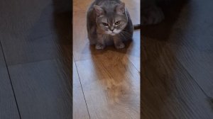 разбор моей кошки МЕРСИК 🙄