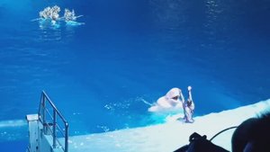 Белый кит, Белуха, Полярный Дельфин. Москвариум на ВДНХ. Часть 6