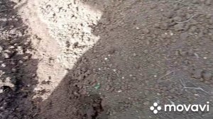 высадила томаты под навес в ОГ, посеяла огурцы сорт Нежинский, поливаю...
