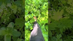 🌿 УТРО "ТОЧКА РОСЫ": КАК ПРОСНУТЬСЯ ВМЕСТЕ С ПРИРОДОЙ Полное видео