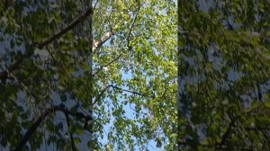 25 мая 2025года ...прогулка