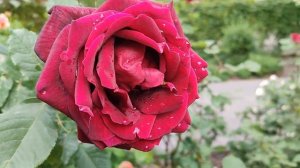 Лейла 31 серия русская озвучка Турецкий сериал | Мали х?