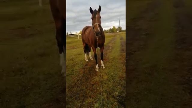 Бия сотилади.тулик малумот.+7-923-128-07-07 ватсап телеграмм. смотреть онлайн