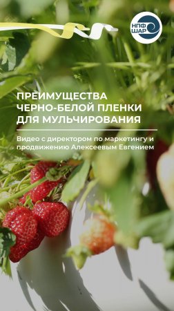 В чем преимущества черно-белой плёнки для мульчирования? 🍓