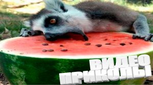 ВЗРОСЛЫЙ ЮМОР \ ВЗРОСЛАЯ ПОДБОРКА \ САМЫЕ КРАСИВЫЕ ДЕВОЧКИ \ СМЕШНЫЕ И УГАРНЫЕ ВИДЕОПРИКОЛЫ \СМЕШНО