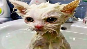 Приколы с котами! Смешные коты - Самые смешные животные С ОЗВУЧКОЙ! Ржака!!