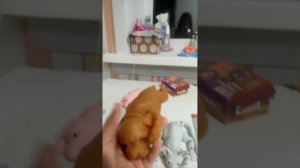 мои собачки и котики черепашка перешла в новый фд как вам?🩷🎧💫❤️🍉😙🫠