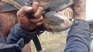 Простая схема определения примерного возраста лошади