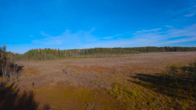 Экотропа «Сестрорецкое болото». Бесплатное путешеств смотреть онлайн