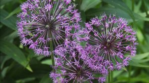 Когда поёт июнь