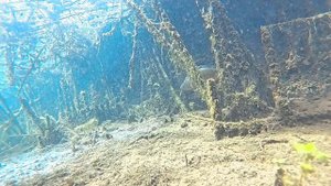 Смотри КТО живёт на дне лесного озера. Опустил камеру ?