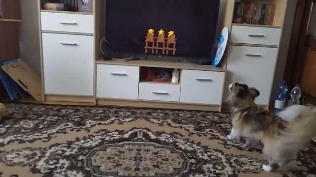 Собака співає перед телевізором смотреть онлайн