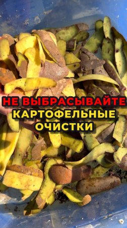 ‼️Картофельные очистки - это не ОТХОДЫ, это наш помощник на дачном учаске‼️