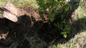 В самарском этнопарке Дружбы народов высадили березовую аллею