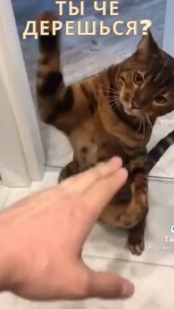 Ты че дерешься ? А вот и месть)#shortvideo #youtubeshorts #short #shorts