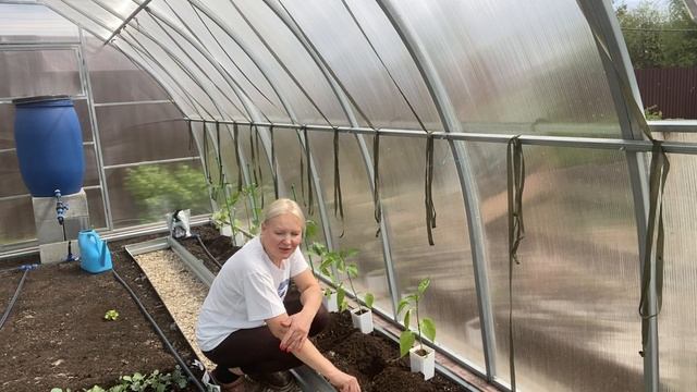 Сажаю томаты и перцыв теплицу. Накупили еще гортензий. Посадили арбузы дыни 17мая2025