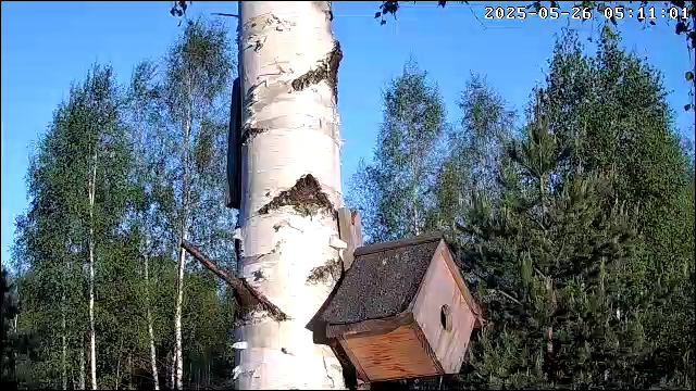 синицы