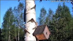 синицы