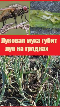 Какой лук нужно немедленно удалить с гряды и сжечь?