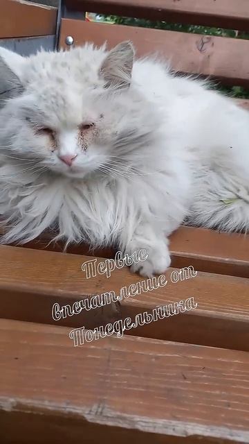 #котики #кошка #киса #домашниеживотные #кошки #пес #собакадругчеловека #собака #собаки #щенок #мимим
