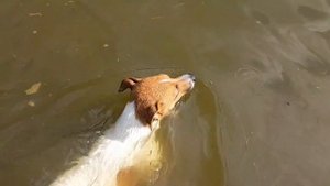 Мои плавцы🏊 ♀️Анита и Дана🐕