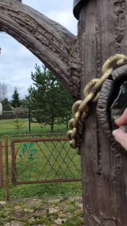 Дерево Желаний в Летошицах Волосовского района