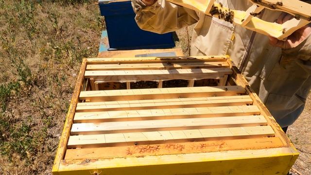 Рамка мед и пита. Рамка с восковой соты и медом. Frame with wa смотреть онлайн