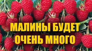🍇 Малина завалит урожаем! Секретная подкормка для гигантских ягод!