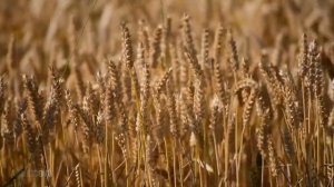 Люблю всем сердцем отчие края, люблю тебя, село моё родное...