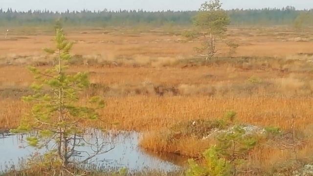 Зарыбил озеро на болоте. смотреть онлайн