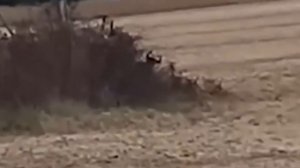 Странное существо засняли на камеру. Безголовый прохо