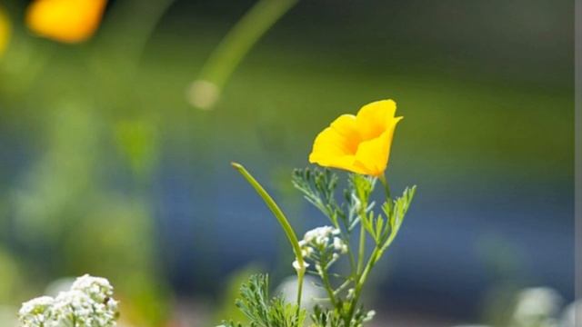 Мобильная съёмка на HUAWEI P60 Proлайфхаки.