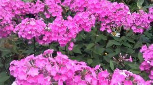 ЦВЕТЫ СИБИРИ!ПРИДОМОВЫЕ ПОЛИСАДНИКИ