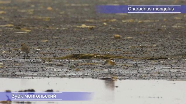 Ларга, многочисленные кулики и удивительная лилия | @Р смотреть онлайн